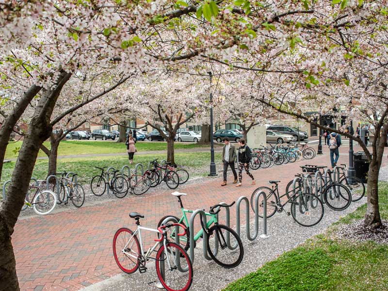 cherry blossoms overhanging a walkway in front of harris hall at v.c.u.